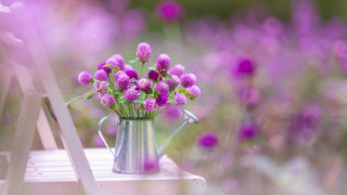 Metal watering can purple flowers 2 - e. william gollings free wallpaper