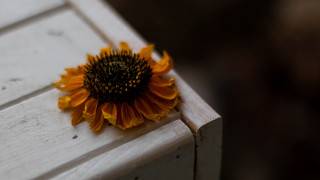 Sunflower white bench outdoor still - a sunflower free wallpaper