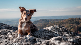 Dog mountain lake beach sky - a rock free wallpaper