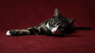 Black cat red blanket green - a paw free wallpaper