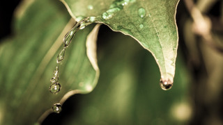 Green leaf water droplets macro 9 - anthony s waters free wallpaper