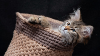 Cat peeking yarn basket blue - its paw free wallpaper