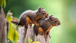 Squirrels wooden post blue eyes - chippy free wallpaper