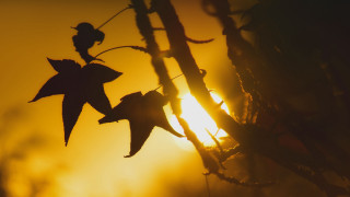 Plant leaves sunset backlighting autumn - in the foreground free wallpaper