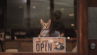 Cat open sign coffee tiltshift - we free wallpaper