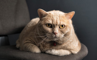 Cat chair collar focus blurry - its neck free wallpaper