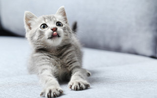 Kitten surprised couch animal focus - grey background free wallpaper