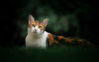Cat orange black face in - face free wallpaper for desktop