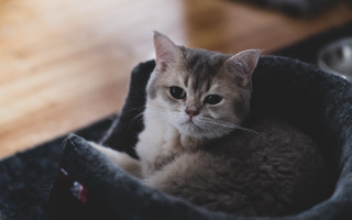 Cat petbed woodenfloor food bowl - felix octavius carr darley free wallpaper