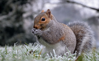 Frosty squirrel eating grass winter - a piece of food free wallpaper