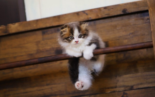 Curious kitten climbing wooden rail - curious free wallpaper