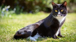 Black white cat curious grass - cat free wallpaper
