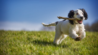 Dog running stick grass sky - animal free wallpaper