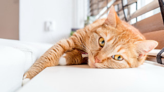 Cat couch chair head camera - its head on free wallpaper