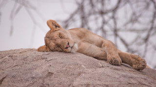 Lion sleeping rock tree blurry - top of a rock next free wallpaper