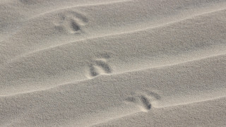 Bird footprints beach wave land - dionisiu free wallpaper