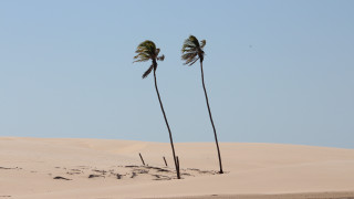 Palm trees beach sand footprints - a few footprint free wallpaper