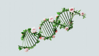 Pink plant vine flower gradient - biopunk free wallpaper