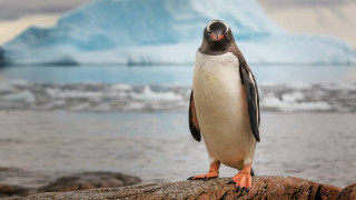 Penguin rock water icebergs blue - a penguin free wallpaper