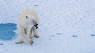 Polar bear snow puddle ice - a polar bear free wallpaper