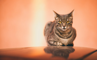 Cat table wall chair light - top of a table next free wallpaper