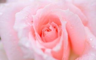Pink rose water droplets macro 30 - the foreground of the image free wallpaper