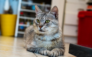 Surprised cat floor photorealistic blurry - look free wallpaper