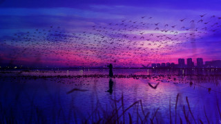 Birds water sunset city purple - over a body of water free wallpaper