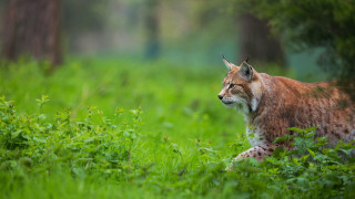 Lynx tallgrass woods closedeyes naturallism - a lynx free wallpaper