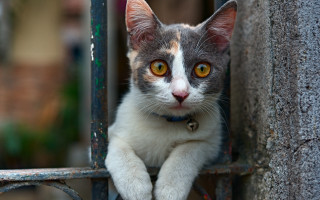 Black cat looking out gate - a gate free wallpaper