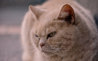 Sad cat on couch photorealistic - photorealism free wallpaper