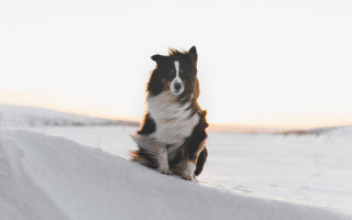 Dog snow hill sunset closed - ear free wallpaper