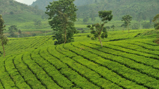 Lush green field trees mountains 2 - tree and mountains free wallpaper