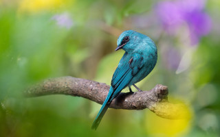 Blue bird branch purple yellow - a branch in a tree free wallpaper