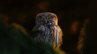 Bird glowing eyes detailed photorealistic - a blurry background and a blurry background behind free wallpaper