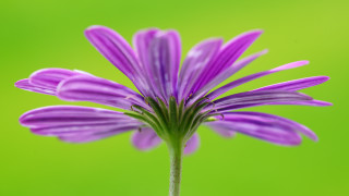 Purple flower green background blurry 3 - dennis flanders free wallpaper