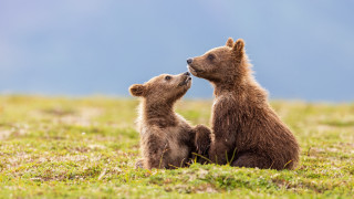Brown bears grass field sunny - free love wallpaper