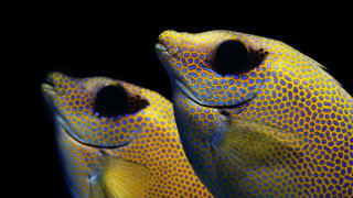 Yellow fish black spots holography - their face free wallpaper