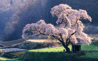 Tree white flowers field building - white flower free wallpaper