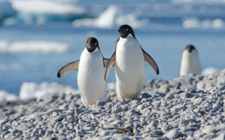 Penguins rocky beach icebergs ocean - two penguin free wallpaper