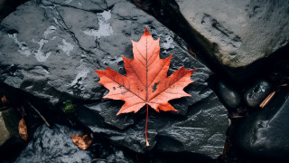 Leaf rock woods autumn gray - a single leaf free wallpaper