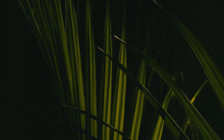 Close up plant long green - a close up of a plant free wallpaper