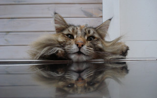 Cat reflection stilllife illusion photorealistic - reflection free wallpaper
