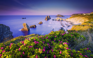 Beautiful water flowers rocks view - a few rock free wallpaper for desktop
