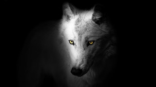 White wolf yellow eyes dark - sharp focus free wallpaper