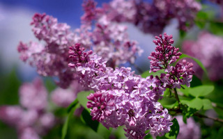 Purple flowers blooming tree branch - a tree branch in the sun free wallpaper