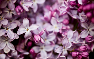 Purple flowers blooming together daytime - david budd free wallpaper