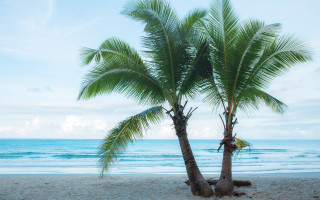 Palm beach ocean clouds sky - the ocean in the background free wallpaper