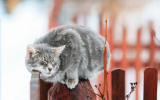 Cat fence flowers blurry depth - a planter free wallpaper