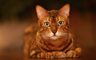 Serious green eyed cat on 3 - a serious look free wallpaper